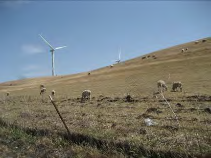 Photo of goats grazing in Collinsville